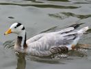 Bar-Headed Goose (WWT Slimbridge July 2013) - pic by Nigel Key